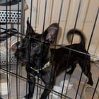 Lost Dog in San Diego, California — listing photo