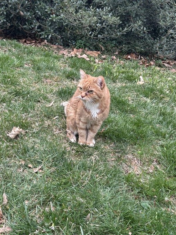 Found Cat in Winston-Salem, North Carolina — Cat Found
