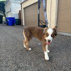 Lost Dog in San Diego, California — Is this your dog