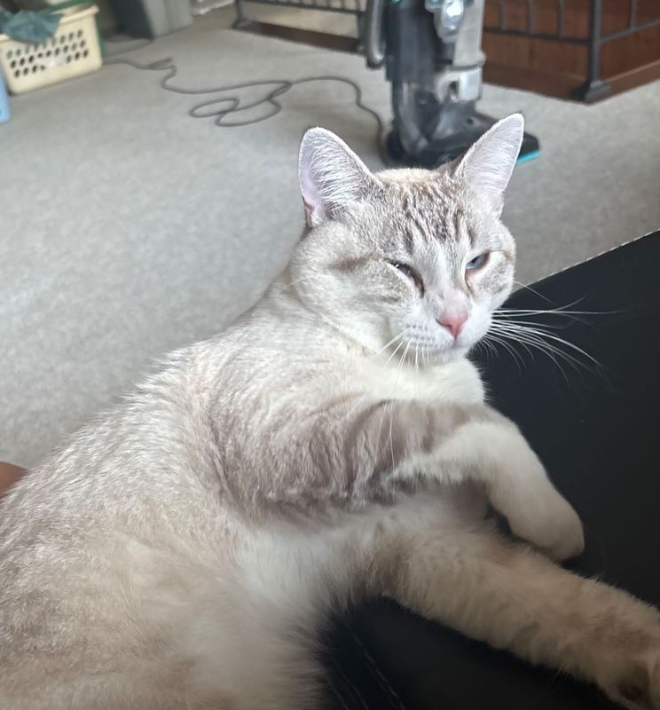 Lost Cat in Janesville, Wisconsin — listing photo