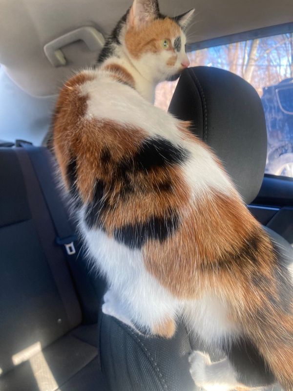 Lost Cat in Mooresville — listing photo