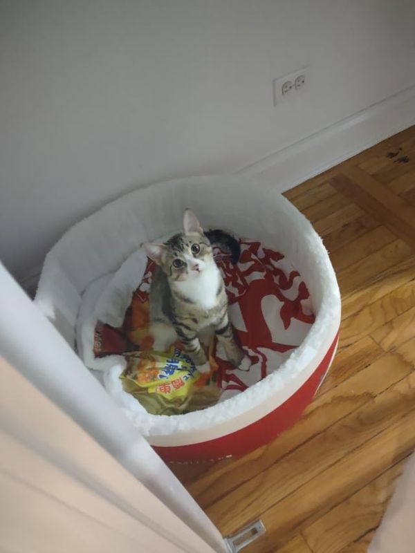 Lost Cat in Avondale, Arizona — listing photo