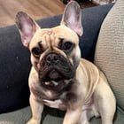 Lost Dog in Columbus, Ohio — listing photo