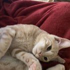 Lost Cat in Wichita, Kansas — listing photo