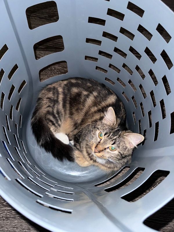 Lost Cat in Austin, Texas — listing photo
