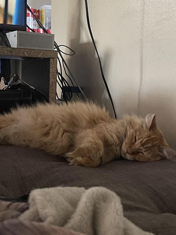 Lost Cat in Reno, Nevada — listing photo