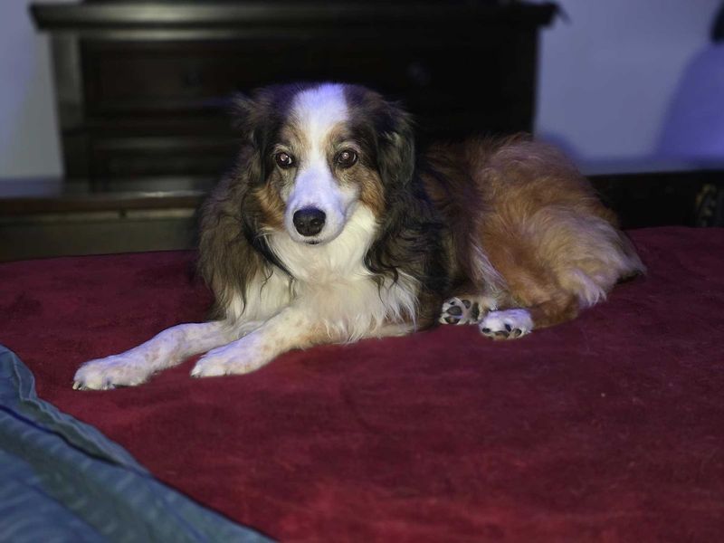 Lost Dog in Denver, Colorado — listing photo