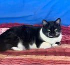 Lost Cat in Reno, Nevada — listing photo