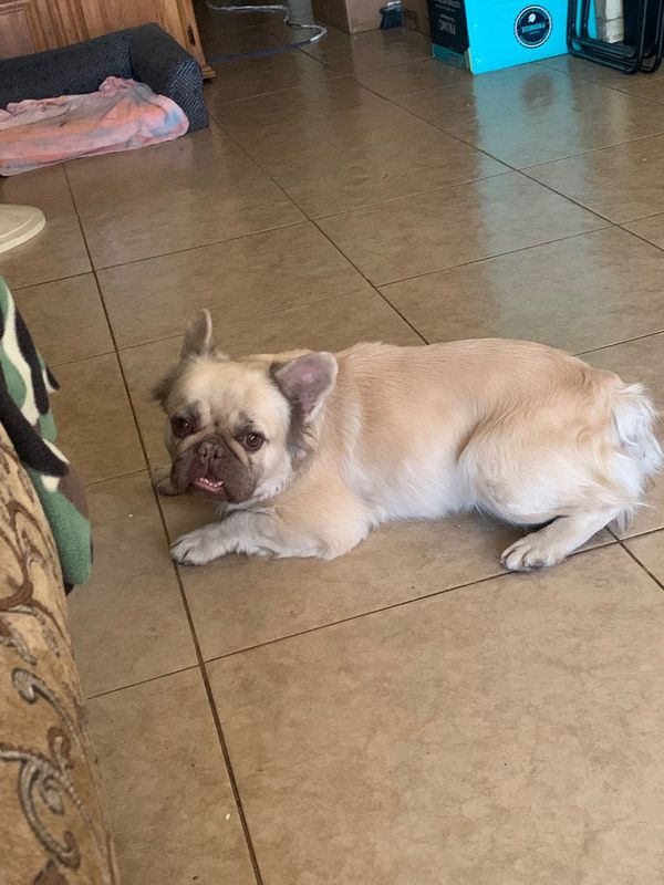Found Dog in Stockton, California — listing photo