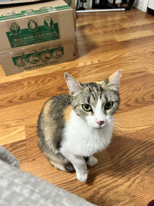 Lost Cat in Clearwater, Florida — listing photo