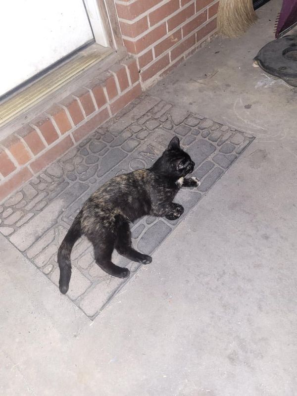 Found Cat in Asheville, North Carolina — listing photo