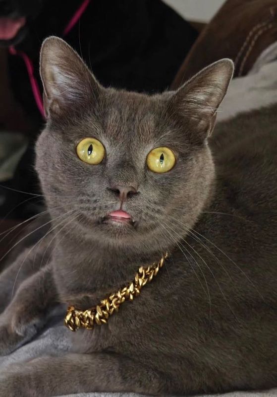 Lost Cat in Deltona, Florida — listing photo