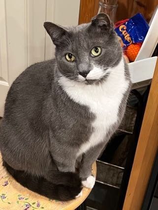 Lost Cat in Des Moines, Iowa — listing photo