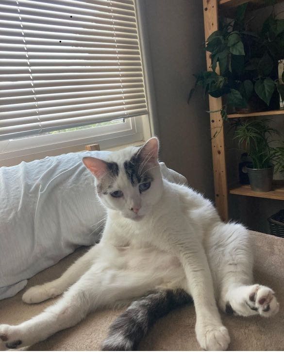 Lost Cat in Sacramento, California — listing photo