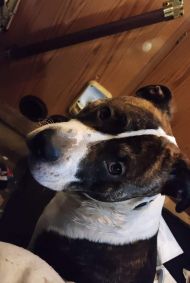 Lost Dog in White Center — listing photo