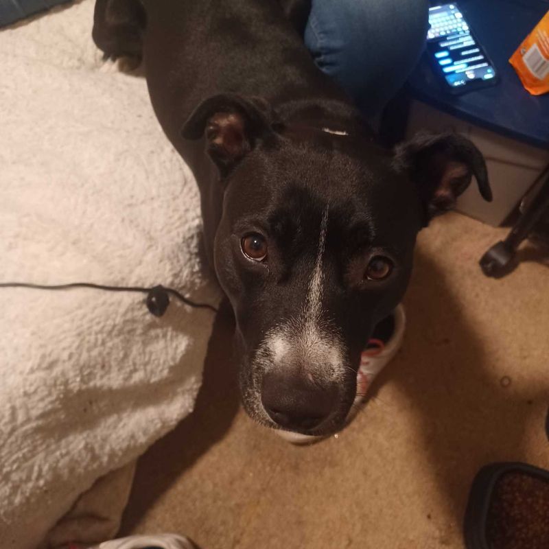 Lost Dog in Wiggums Hollow skate park — listing photo