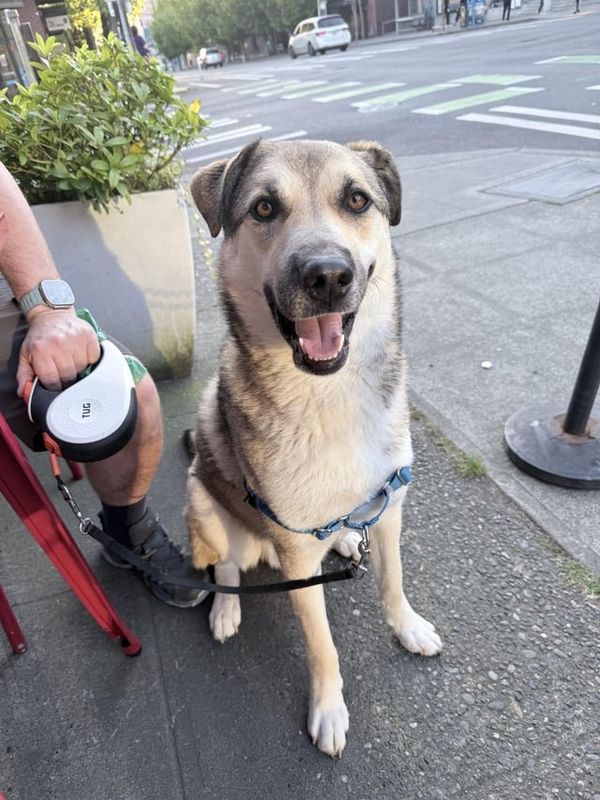 Found Dog in Seattle, Washington — Dog found 65th + 12th Roosevelt / Ravenna