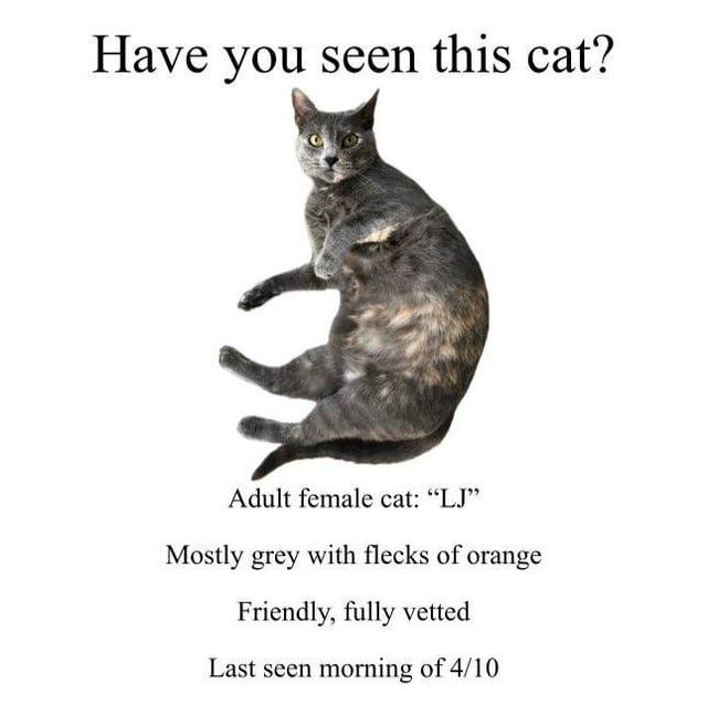 Lost Cat in Dallas, Texas — listing photo