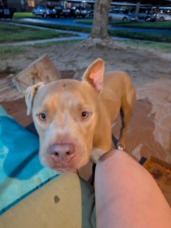 Lost Dog in Wichita, Kansas — listing photo