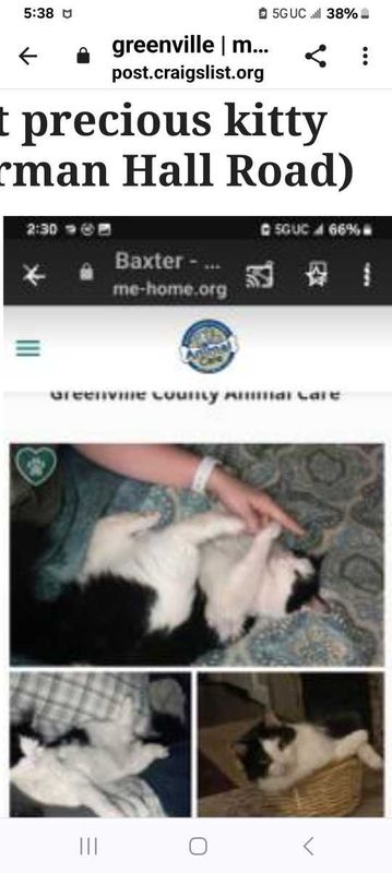 Lost Cat in Greenville, South Carolina — listing photo