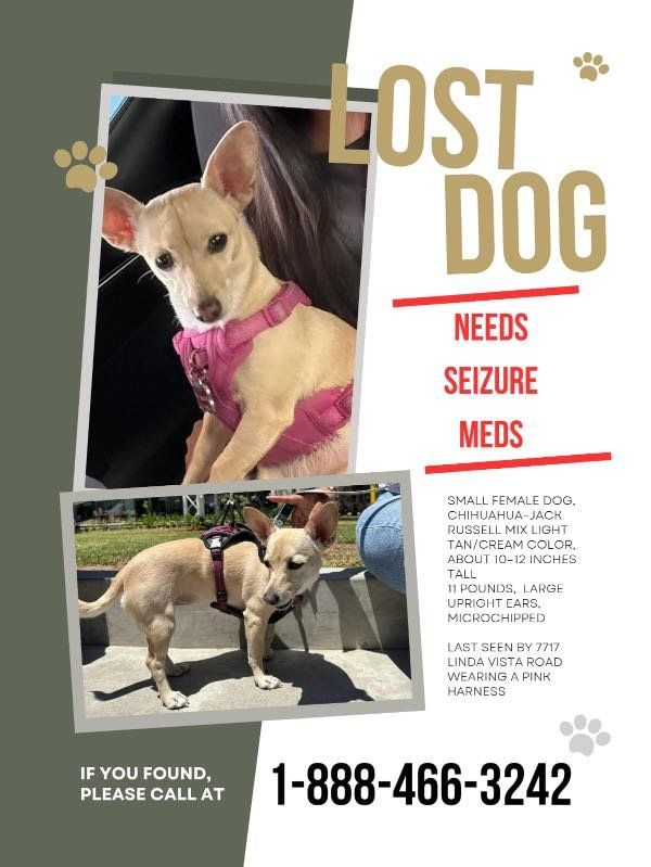 Lost Dog in San Diego, California — listing photo