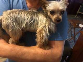 Lost Dog in Corpus Christi, Texas — listing photo