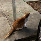 Lost Cat in San Francisco, California — listing photo