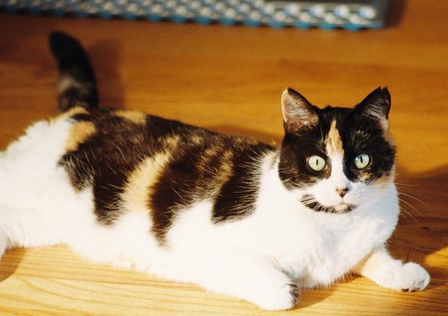 Lost Cat in Chicago, Illinois — listing photo