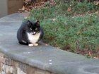 Lost Cat in Charlotte, North Carolina — listing photo
