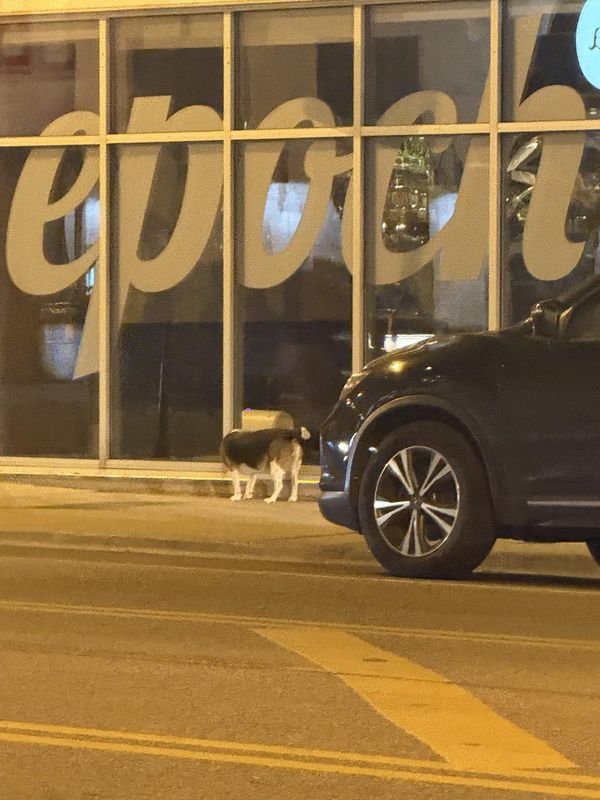 Lost Dog in Chicago, Illinois — listing photo