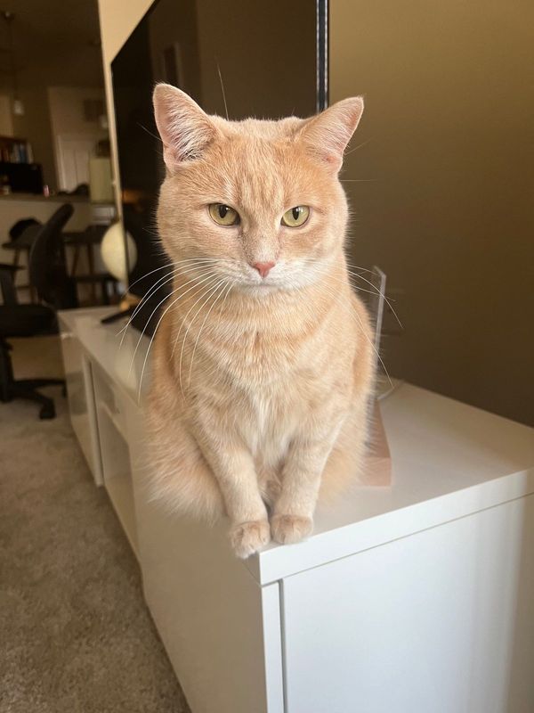 Lost Cat in Monroe, Louisiana — listing photo