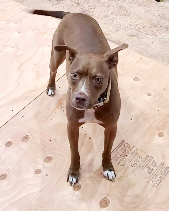 Lost Dog in Nevada City — listing photo