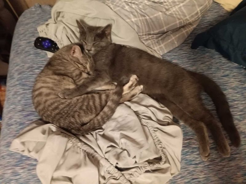 Lost Cat in Sebring — listing photo