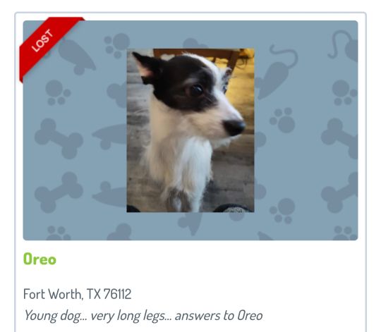 Lost Dog in Fort Worth, Texas — listing photo