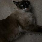 Found Cat in Dallas, Texas — listing photo