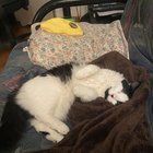 Found Cat in Baltimore, Maryland — listing photo