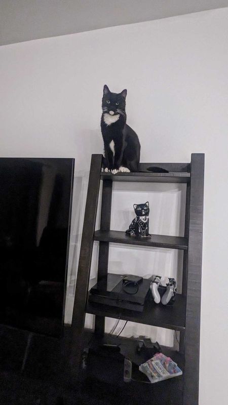 Lost Cat in San Tan Valley — listing photo