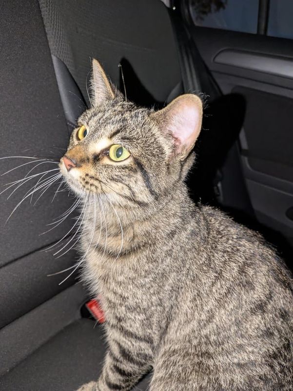 Lost Cat in Milwaukee, Wisconsin — listing photo