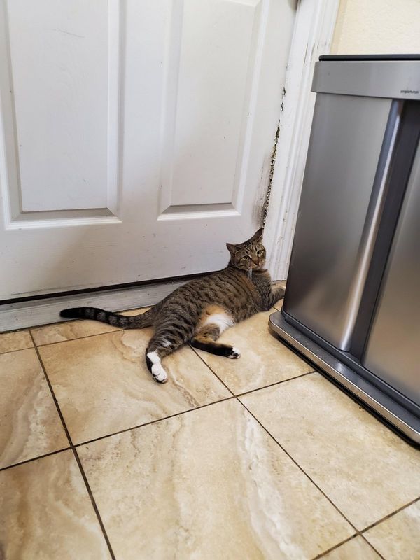 Pet alert in San Jose, California — In urgent need of housing a cat
