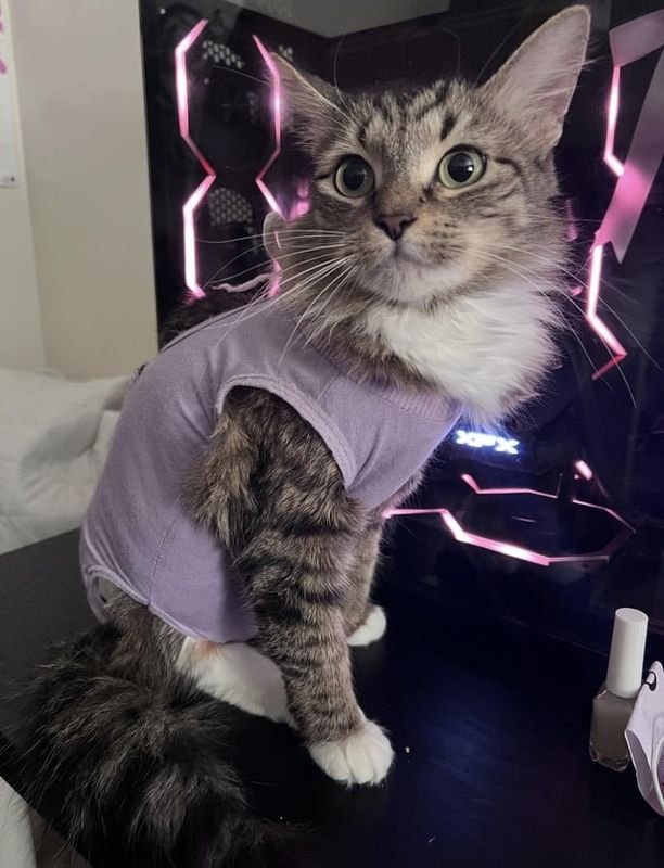 Lost Cat in New York, New York — listing photo