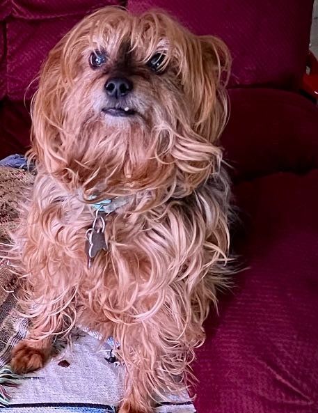 Lost Dog in Reno, Nevada — listing photo