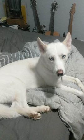 Lost Dog in Pearland, Texas — listing photo