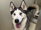 Lost Cat in Milwaukee, Wisconsin — There are currently 68 adoptable dogs available at MADACC!