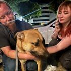 Lost Dog in Sacramento, California — listing photo