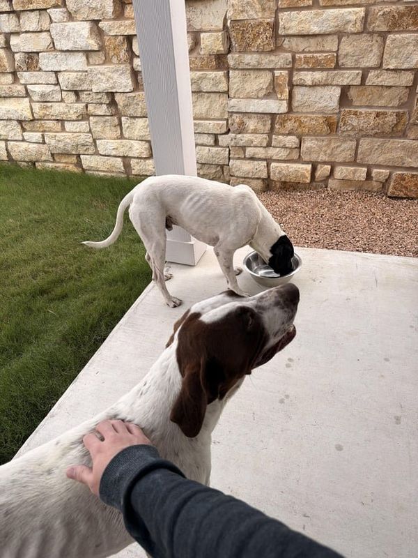 Found Dog in Austin, Texas — Dog Resources - Weird Situation