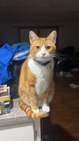 Lost Cat in Milton-Freewater — listing photo