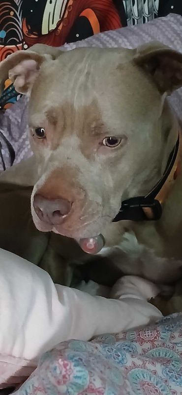 Lost Dog in Lakewood, Ohio — listing photo
