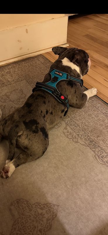 Found Dog in Colorado Springs, Colorado — listing photo