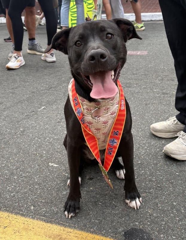 Lost Dog in San Diego, California — listing photo