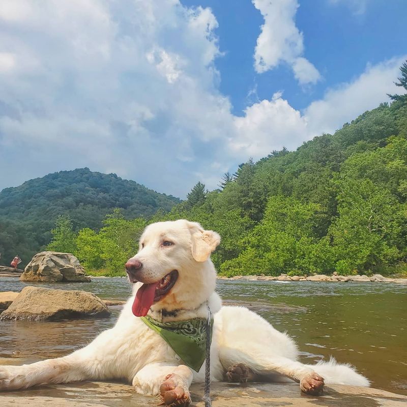 Pet alert in Pittsburgh, Pennsylvania — Rehoming a dog help and advice needed.